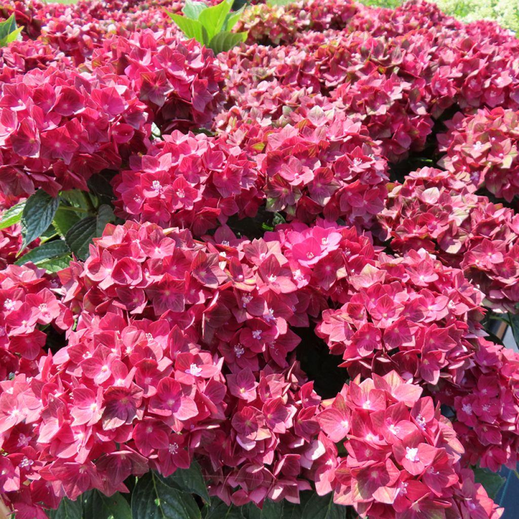 Hortensia - Hydrangea macrophylla Rebellion Red Love