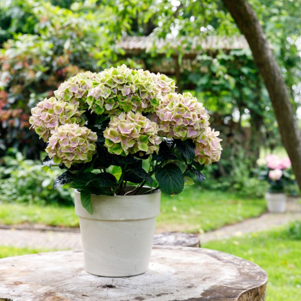 Hortensia - Hydrangea macrophylla Rembrandt Bella Pesche