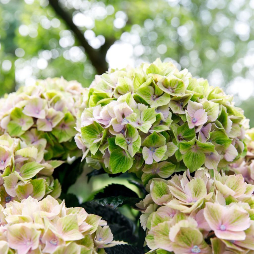 Hortensia - Hydrangea macrophylla Rembrandt Bella Pesche