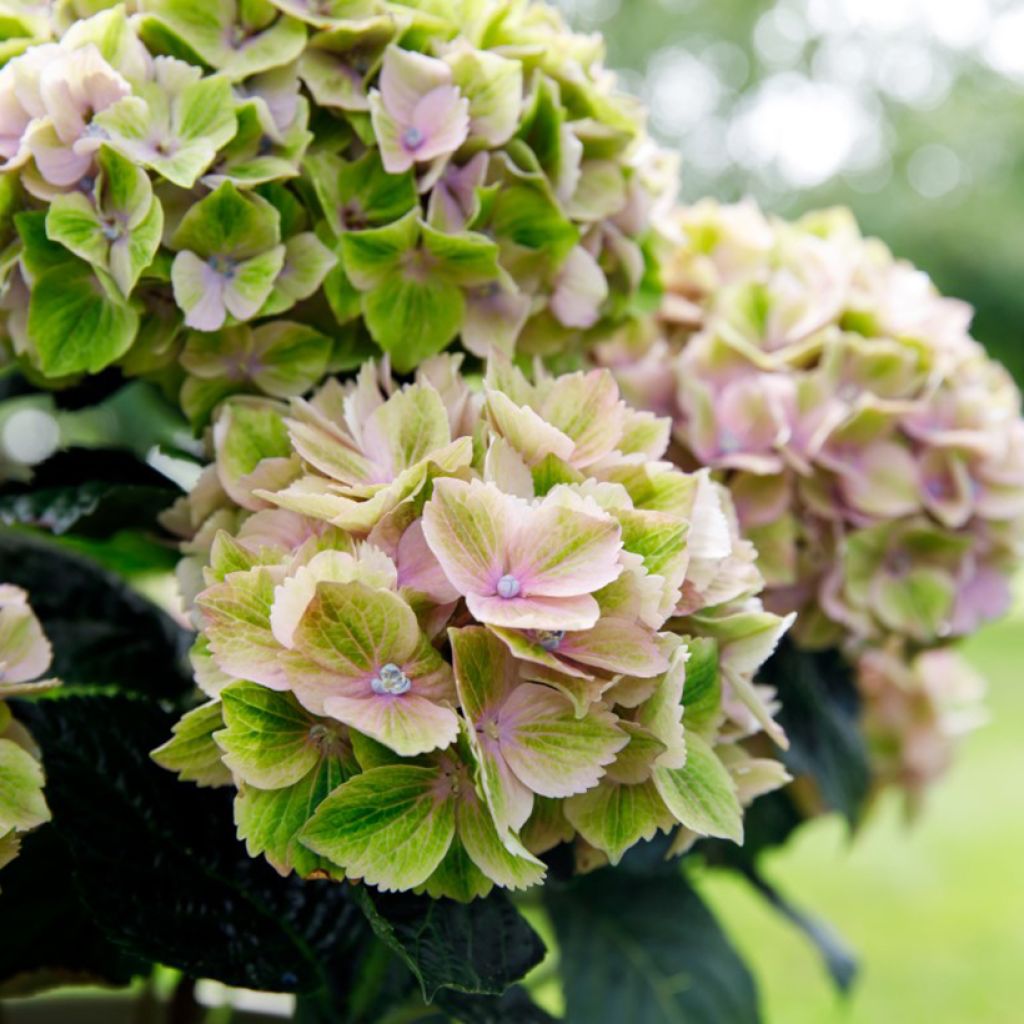Hortensia - Hydrangea macrophylla Rembrandt Bella Pesche