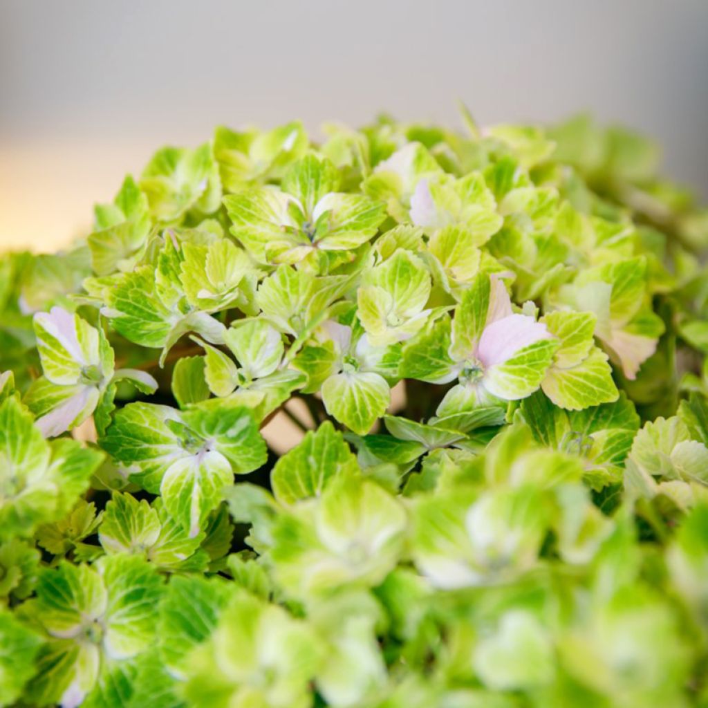 Hortensia - Hydrangea macrophylla Rembrandt Vibrant Verde