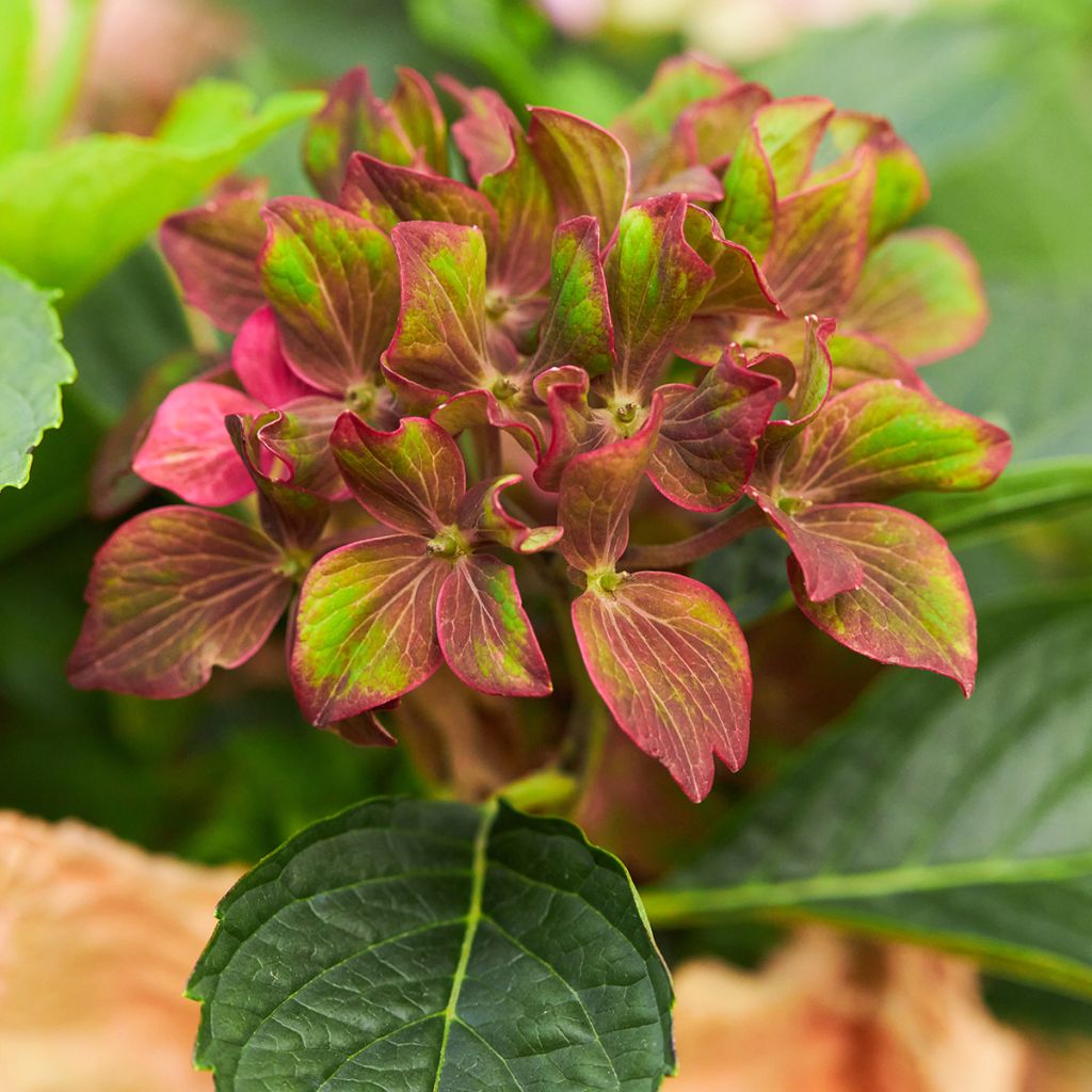 Hortensia - Hydrangea macrophylla Schloss Wackerbarth