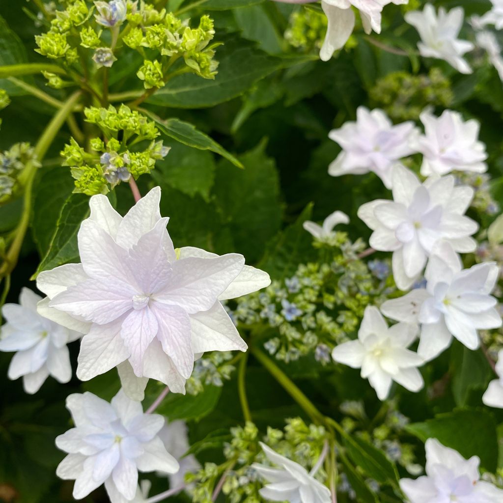 Hortensia - Hydrangea macrophylla Shooting Star