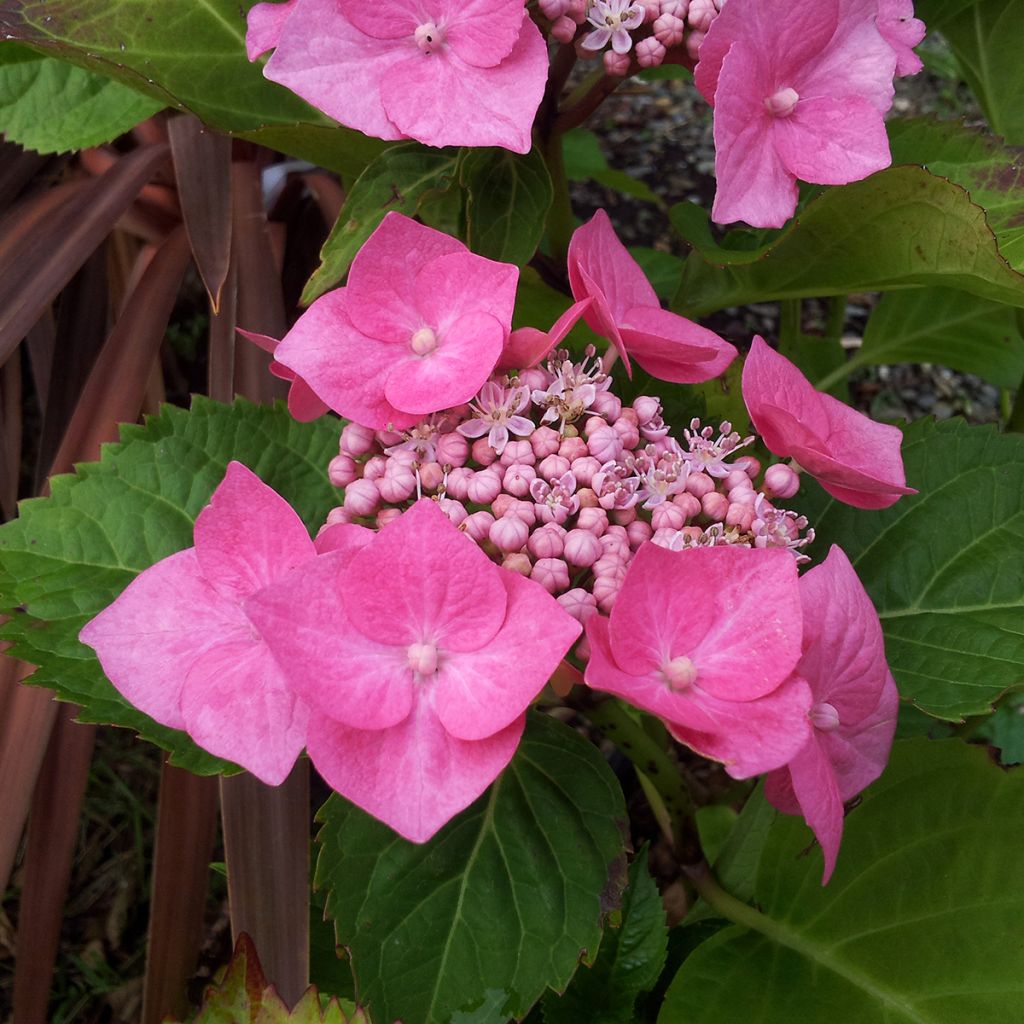 Hortensia - Hydrangea macrophylla Teller Pink