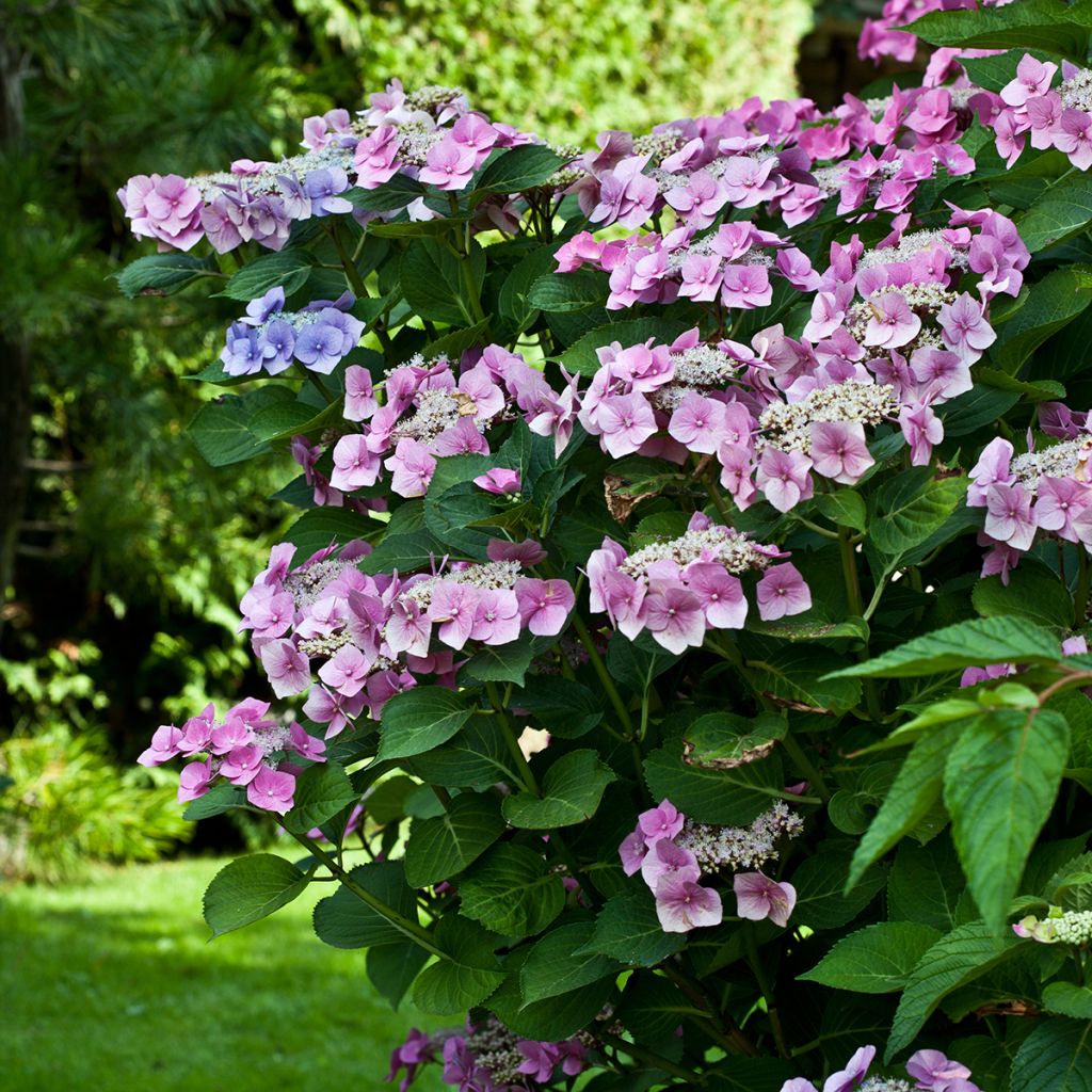 Hortensia - Hydrangea macrophylla Teller Pink