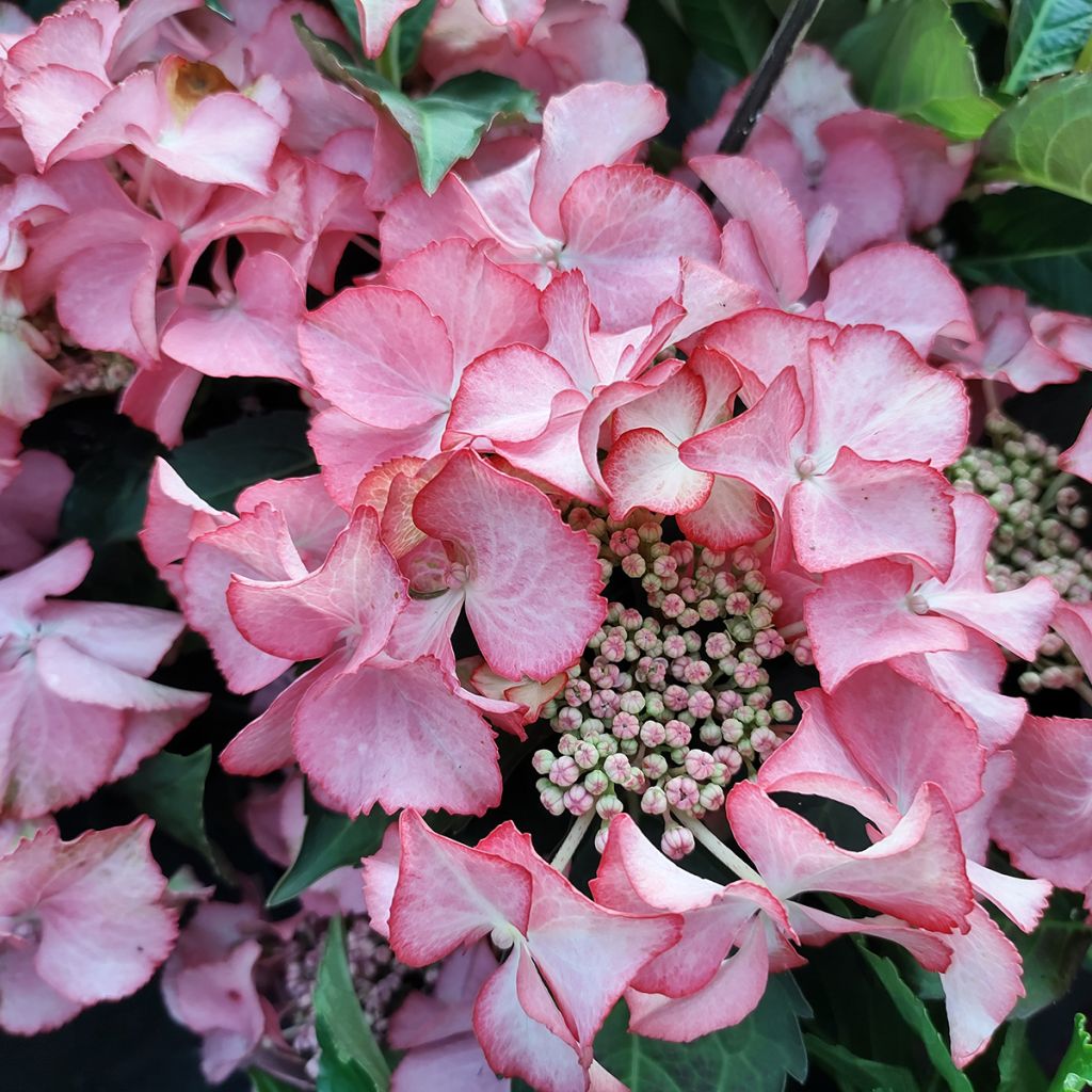 Hortensia - Hydrangea macrophylla Tiffany