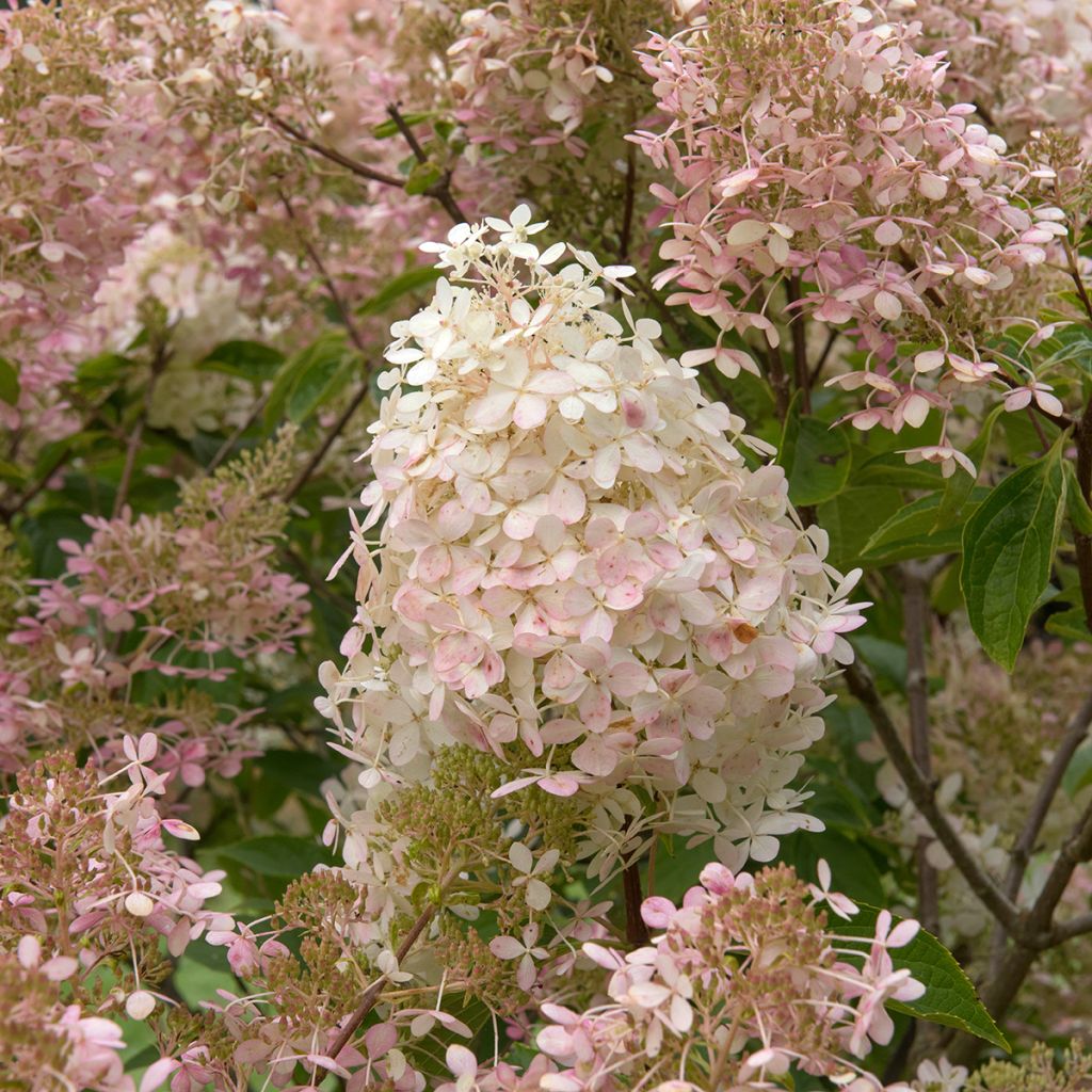 Hortensia - Hydrangea paniculata Pink Diamond