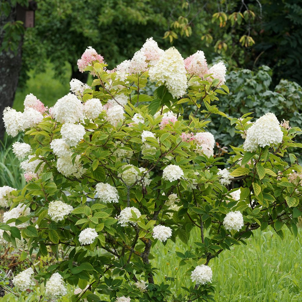 Hortensia - Hydrangea paniculata Pink Diamond