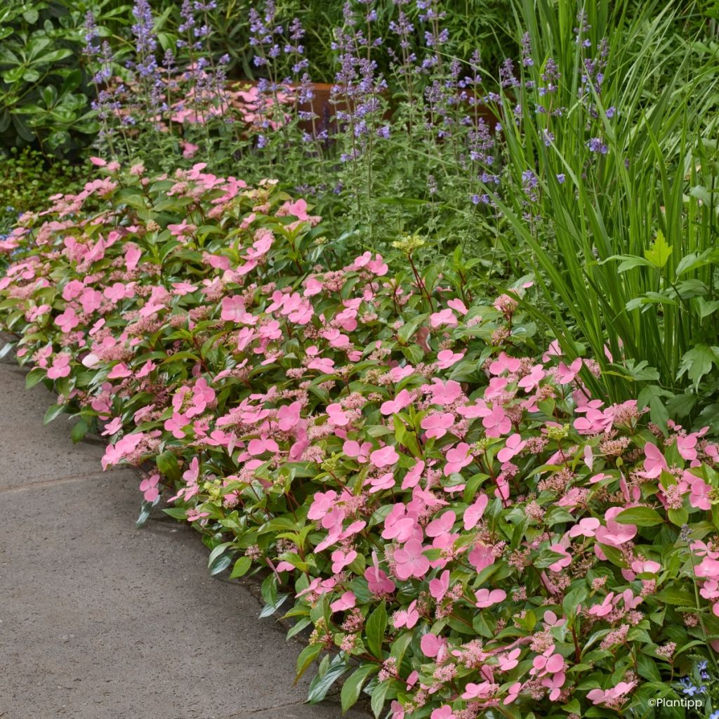 Hortensia - Hydrangea scandens First Love