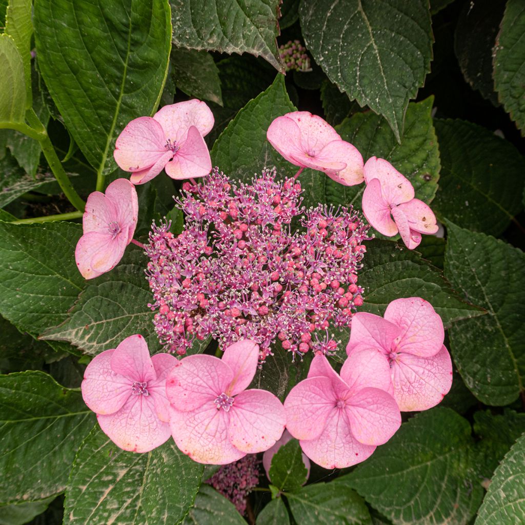 Hortensia - Hydrangea serrata Avelroz