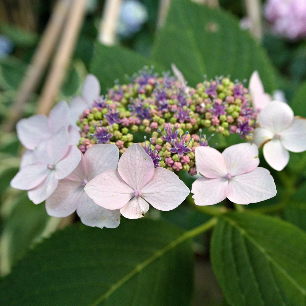 Hortensia - Hydrangea serrata Princesse Eugénie