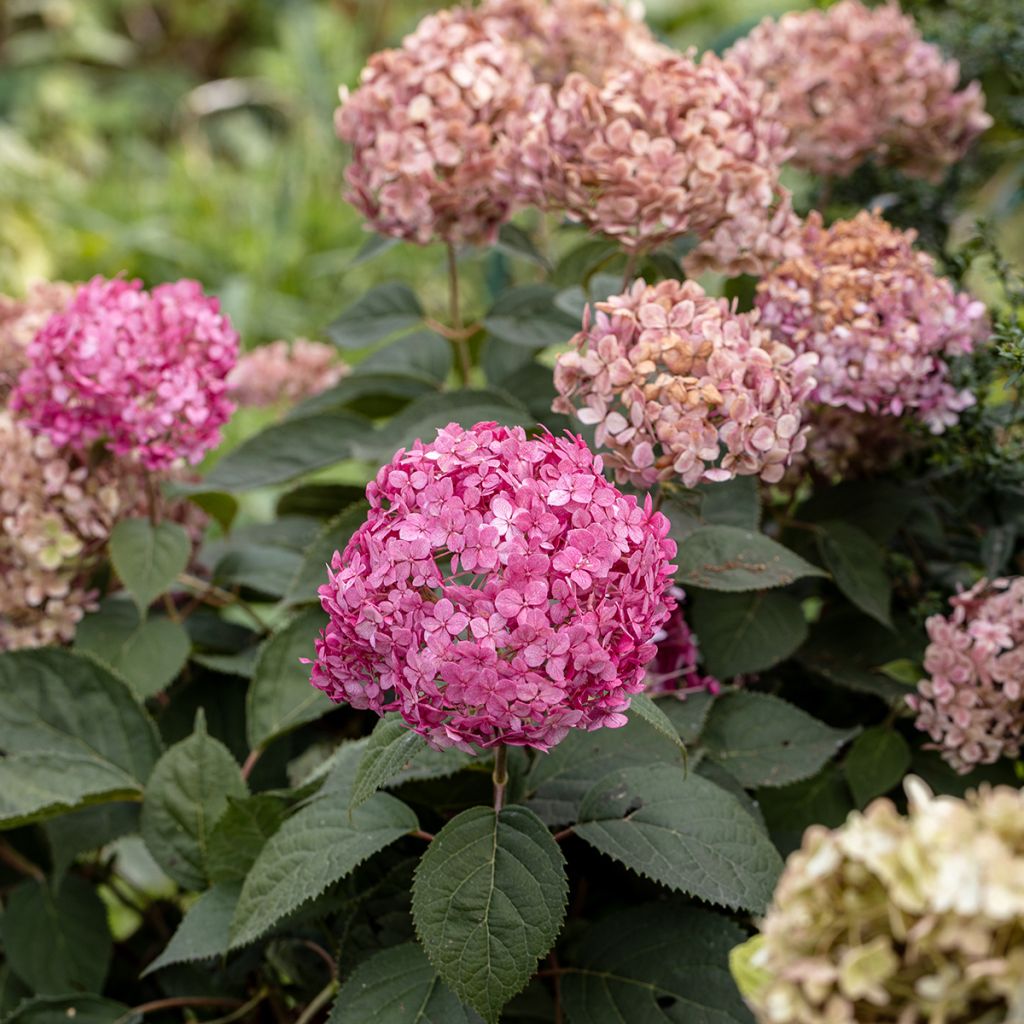 Hortensia arborescens Candybelle® Bubblegum