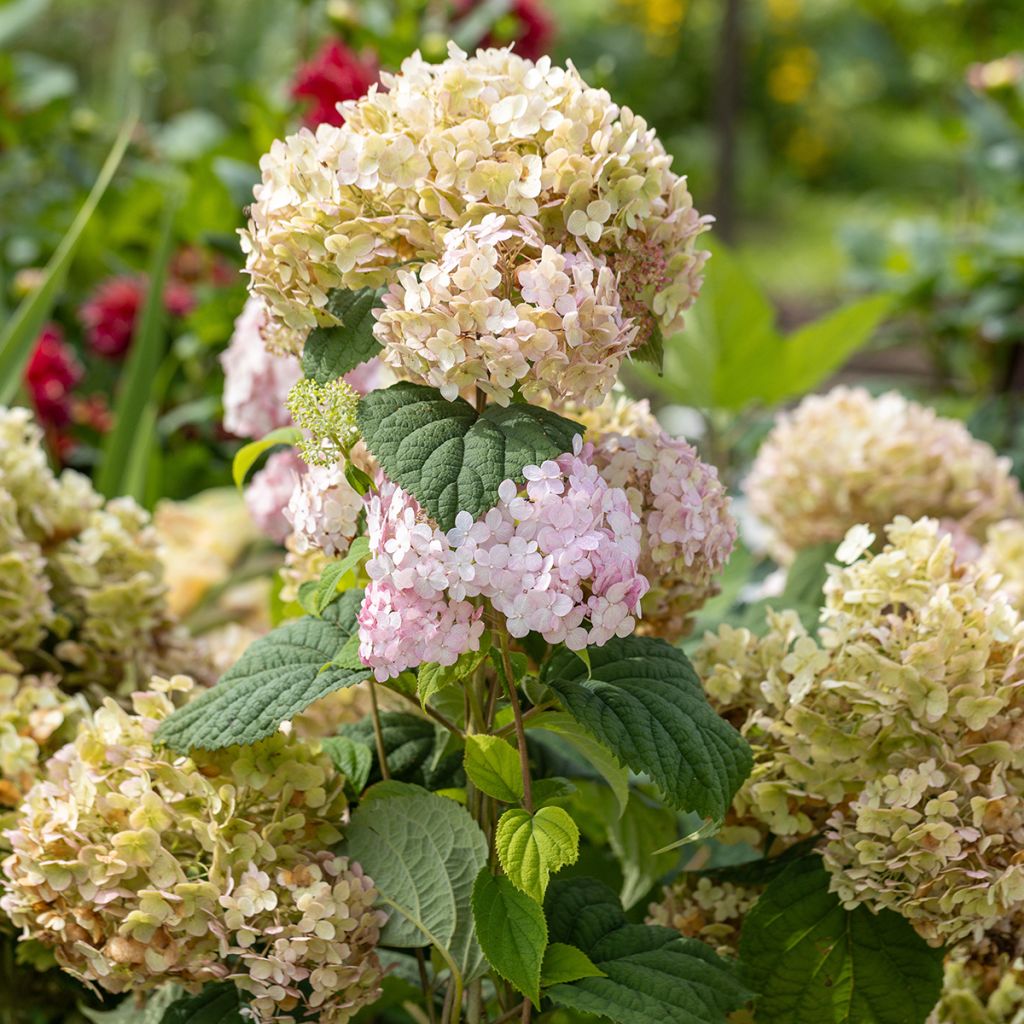 Hortensia arborescens Candybelle® Bubblegum