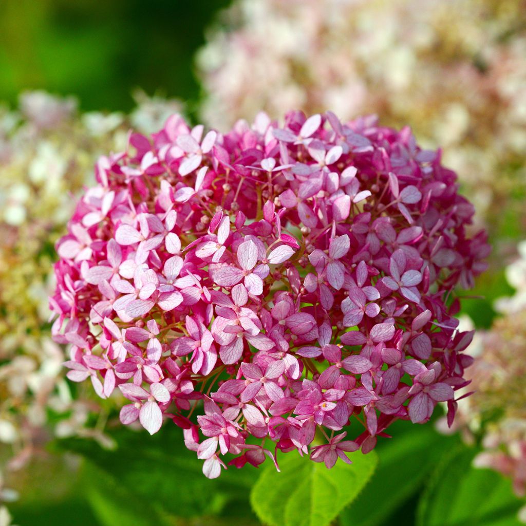 Hortensia arborescens Pink Annabelle ou Invincibelle