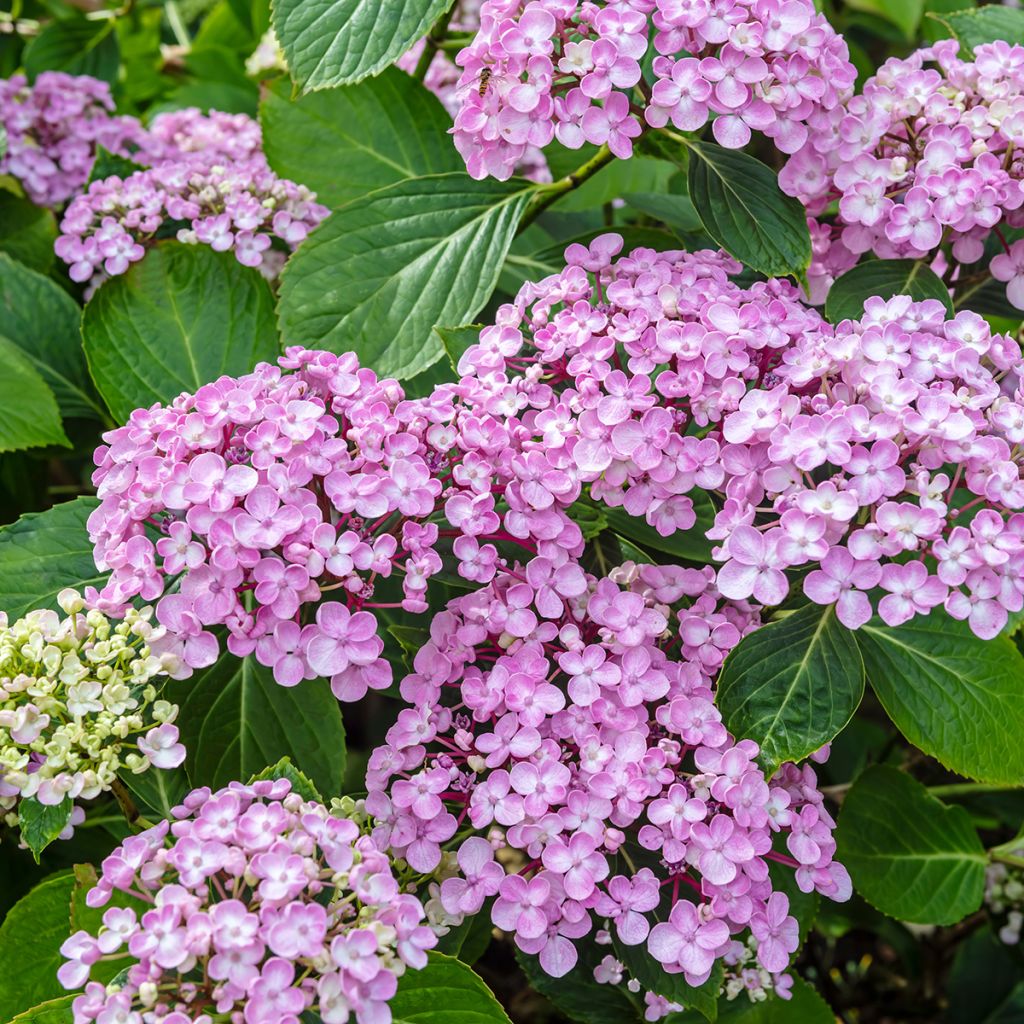 Hortensia macrophylla Ayesha