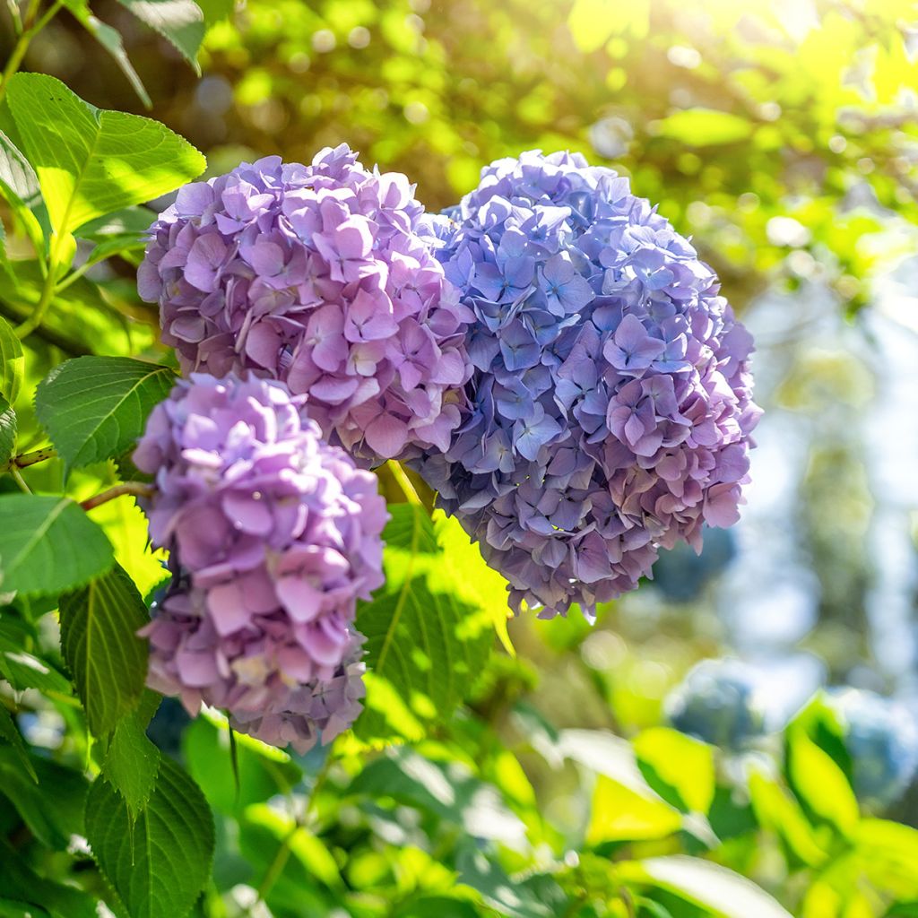 Hortensia macrophylla Magical Harmony