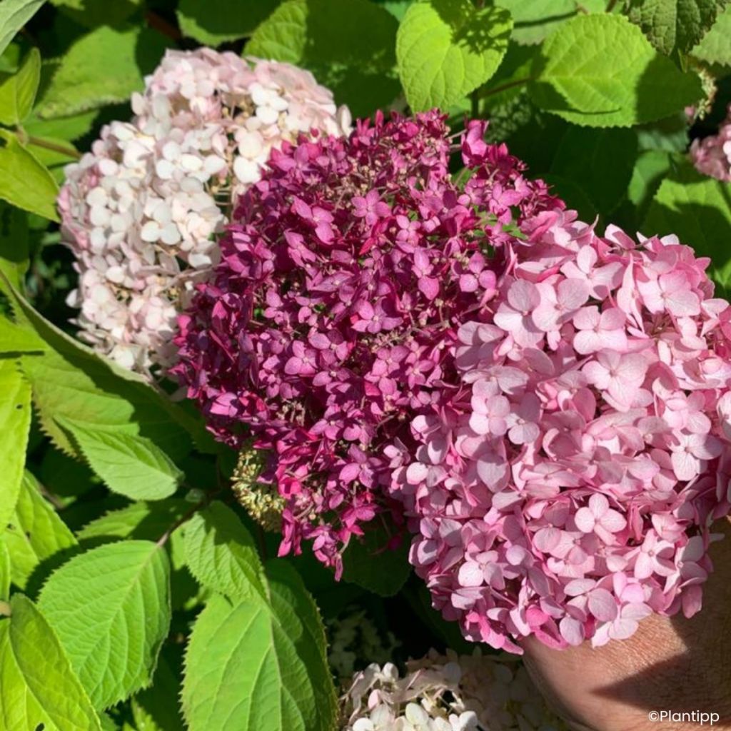 Hortensia arborescens Candybelle Winegum