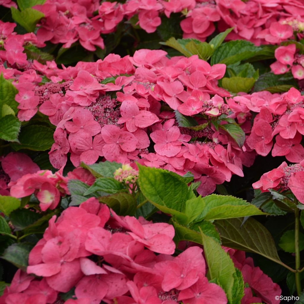 Hortensia - Hydrangea macrophylla Dolce Fragola