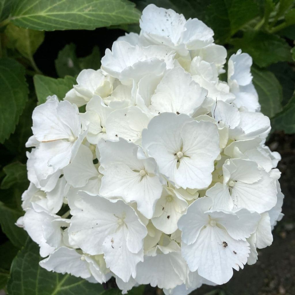 Hortensia - Hydrangea macrophylla Nymphe