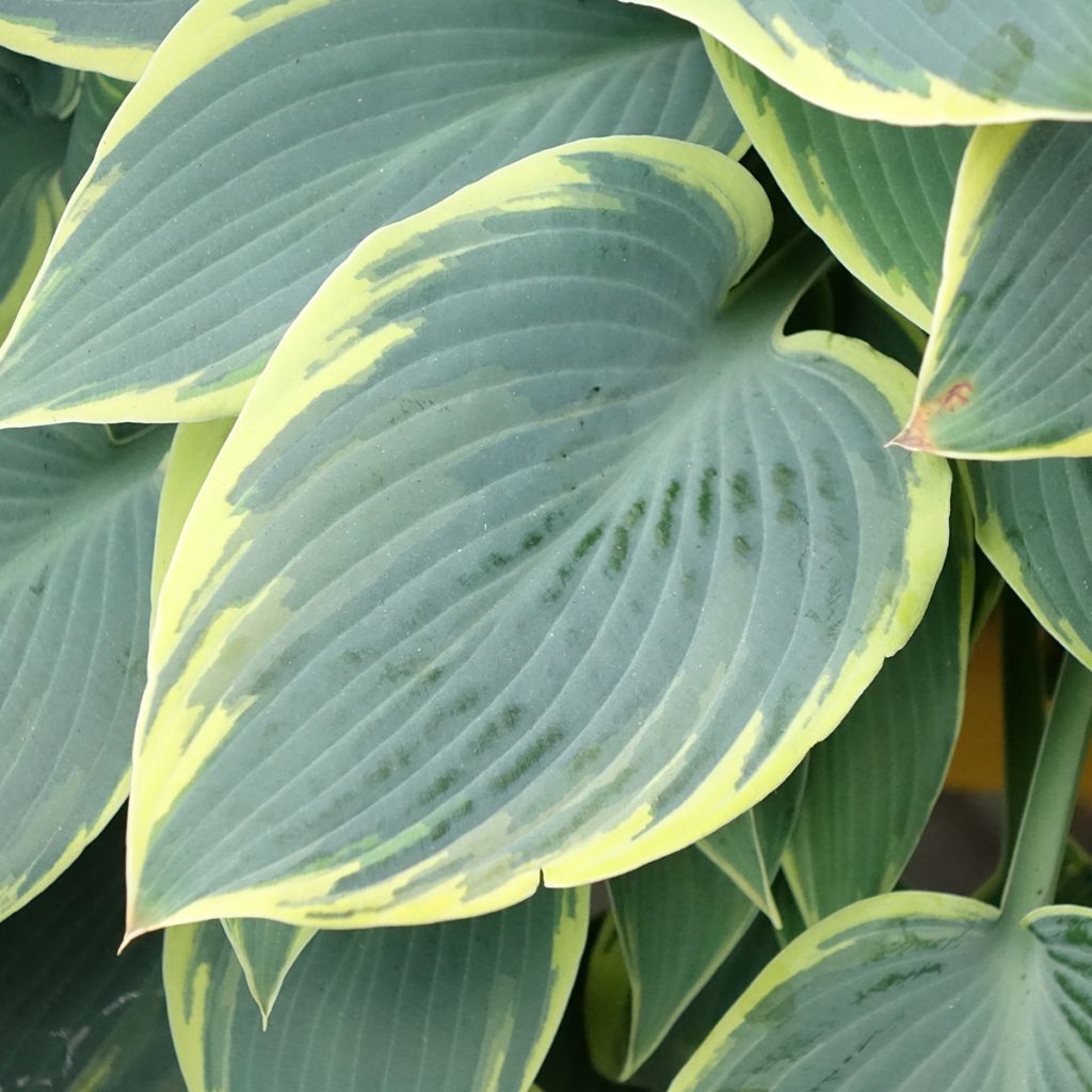 Hosta First Frost