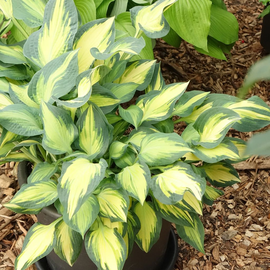Hosta Orange Marmelade