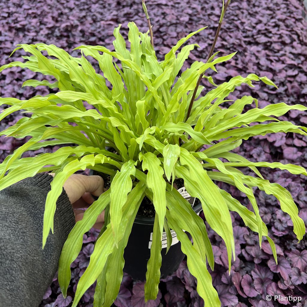 Hosta Party Streamers
