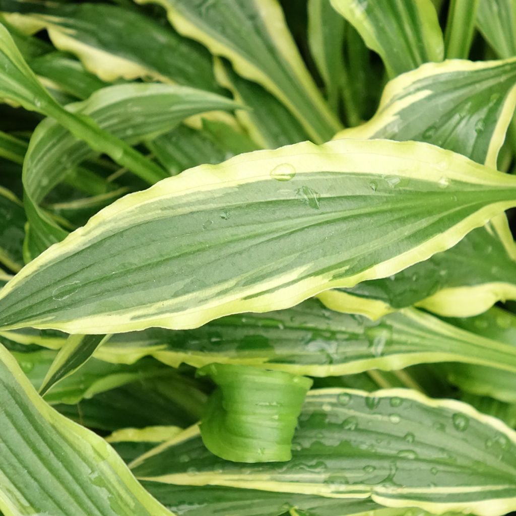 Hosta Stiletto