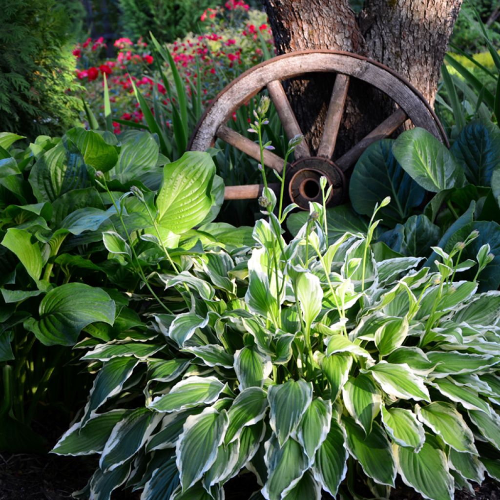 Hosta undulata var albomarginata