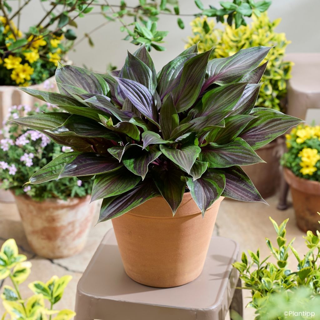 Hosta Red Ninja