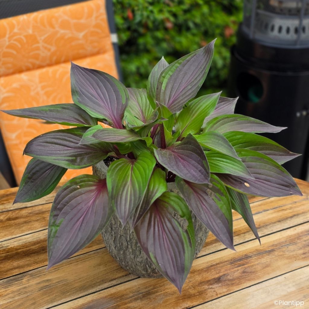Hosta Red Ninja