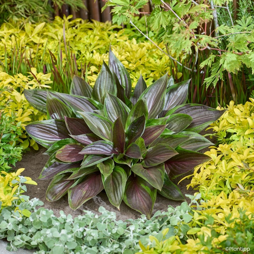 Hosta Red Ninja