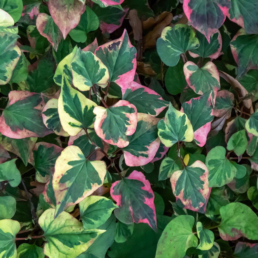 Houttuynia cordata Chameleon