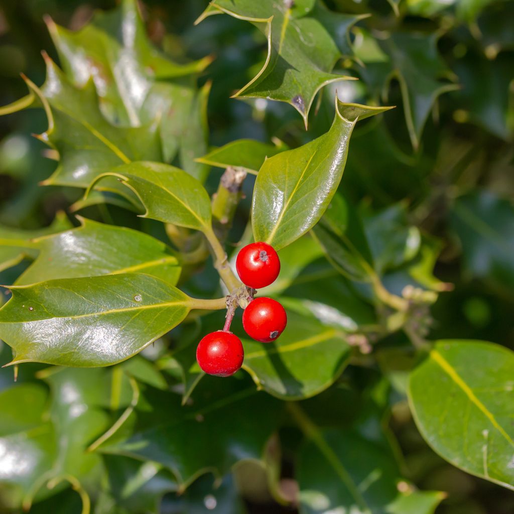 Houx - Ilex meserveae Heckenfee