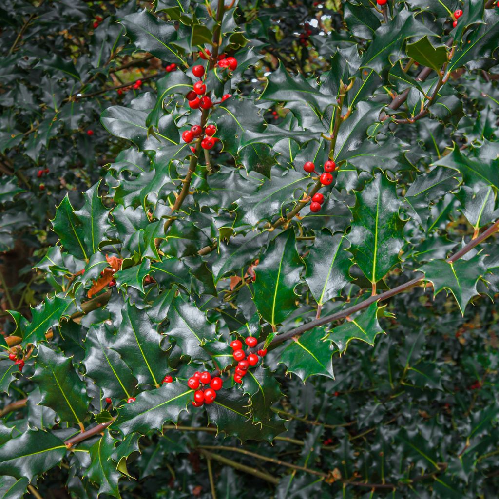 Houx américain - Ilex meserveae Blue princess