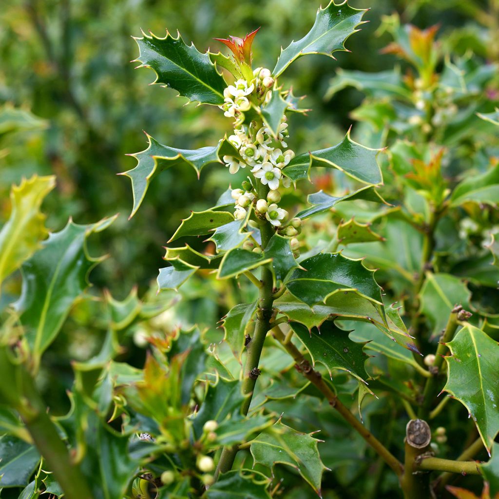 Houx commun - Ilex aquifolium Alaska