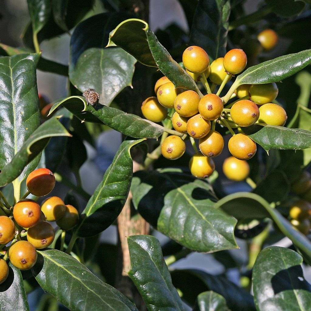 Houx d'ornement - Ilex Nellie R. Stevens