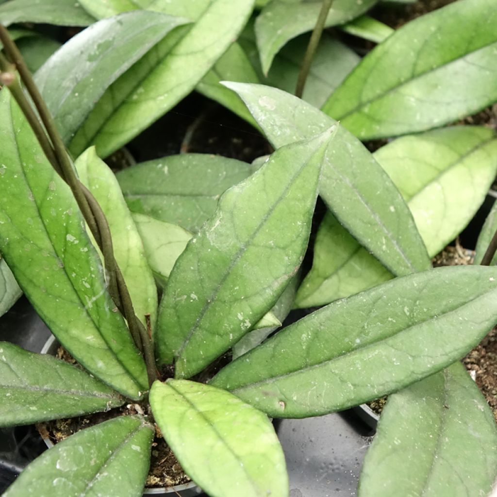 Hoya crassipetiolata