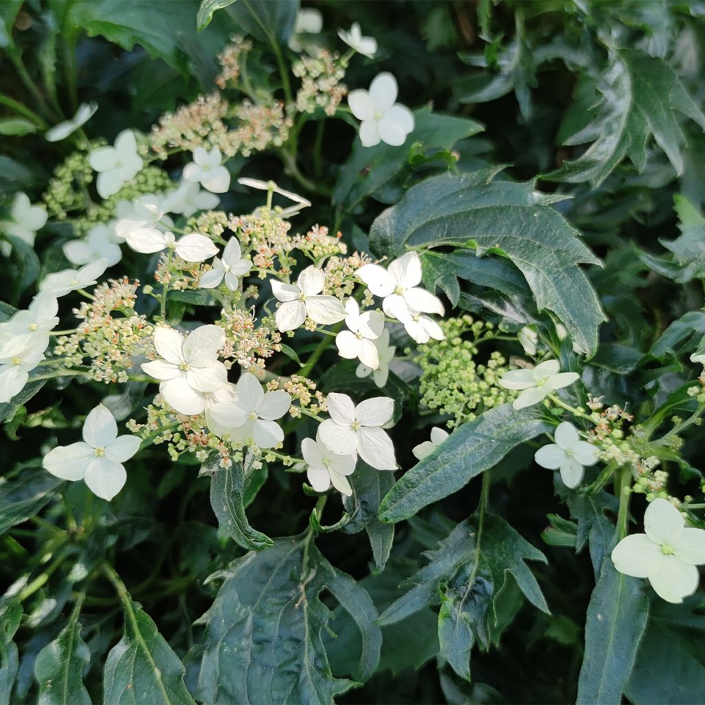 Hortensia - Hydrangea arborescens Emerald lace