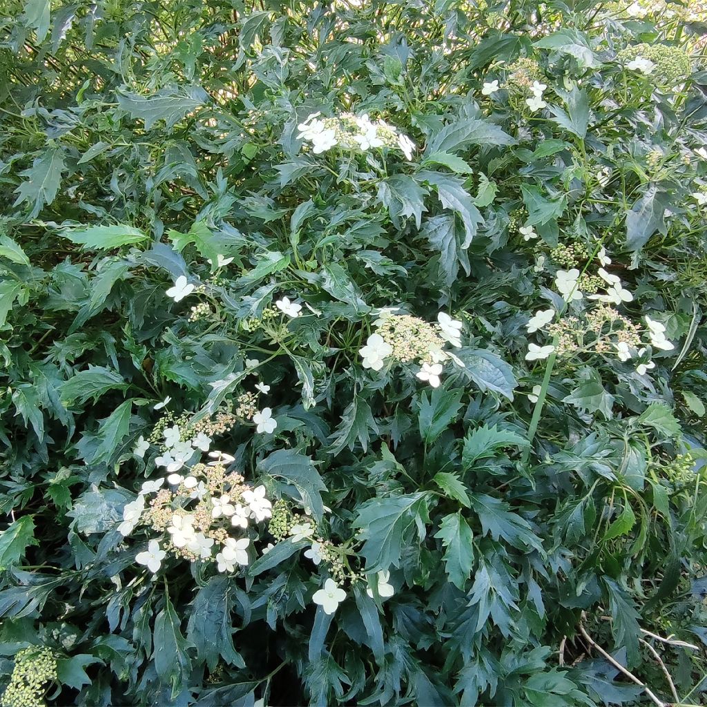 Hortensia - Hydrangea arborescens Emerald lace