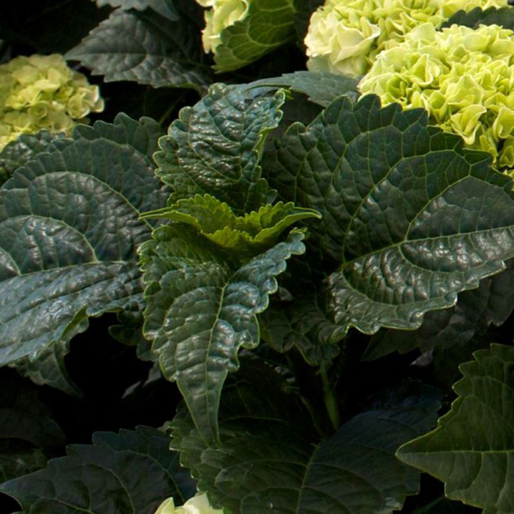 Hortênsia macrophylla Wudu