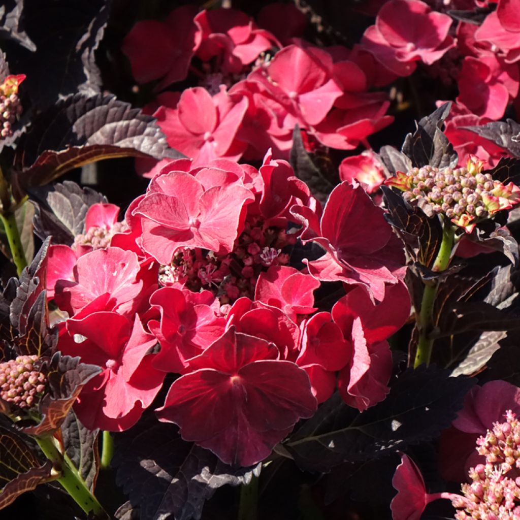 Hortênsia macrophylla After Midnight
