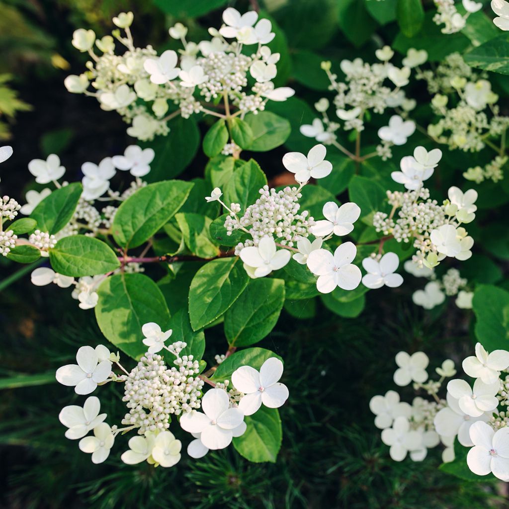 Hydrangea paniculata Early Sensation - Hortensia paniculé