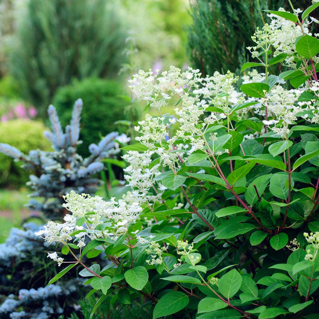 Hydrangea paniculata Early Sensation - Hortensia paniculé