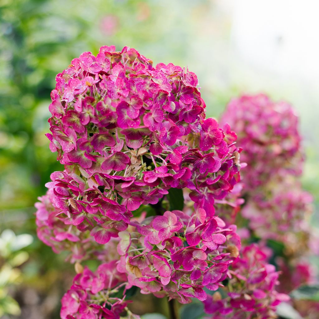 Hydrangea paniculata Framboisine  - Hortensia paniculé