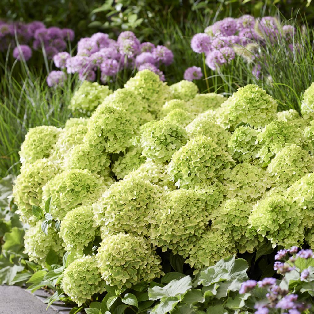 Hydrangea paniculata Groundbreaker Greeny - Hortensia paniculé nain