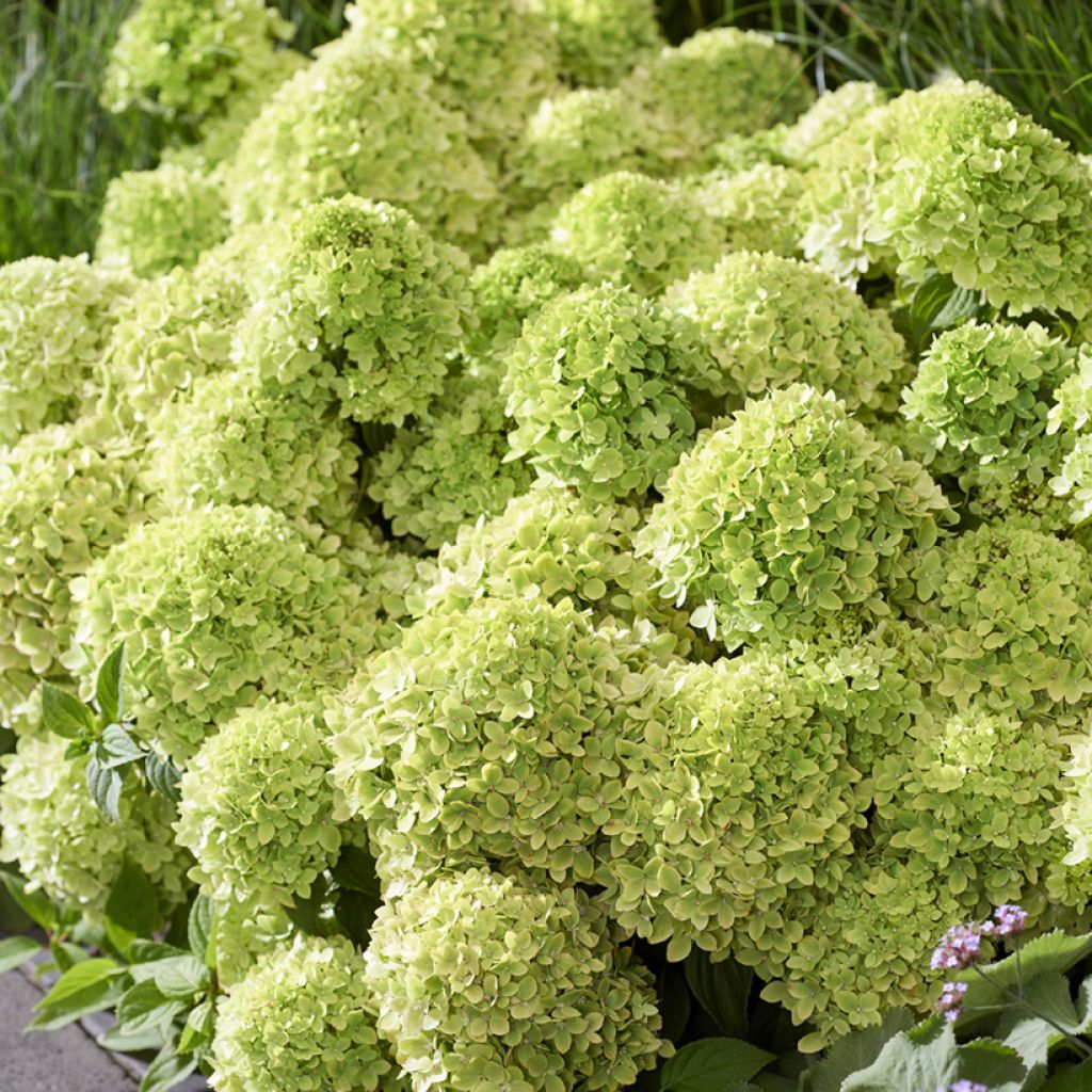 Hydrangea paniculata Groundbreaker Greeny - Hortensia paniculé nain