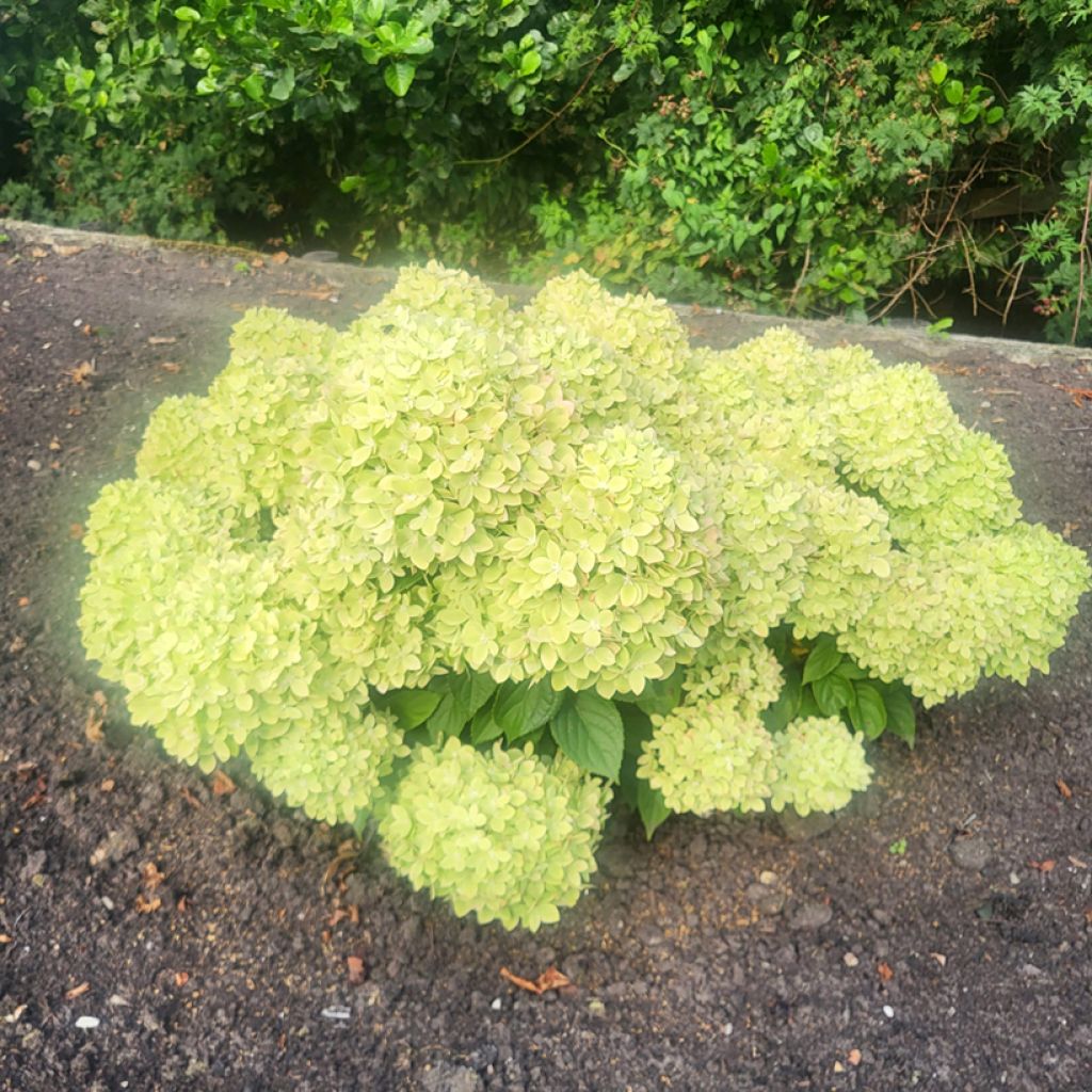 Hydrangea paniculata Groundbreaker Greeny - Hortensia paniculé nain