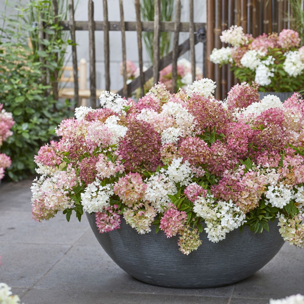 Hydrangea paniculata Groundbreaker Blush - Hortensia paniculé nain