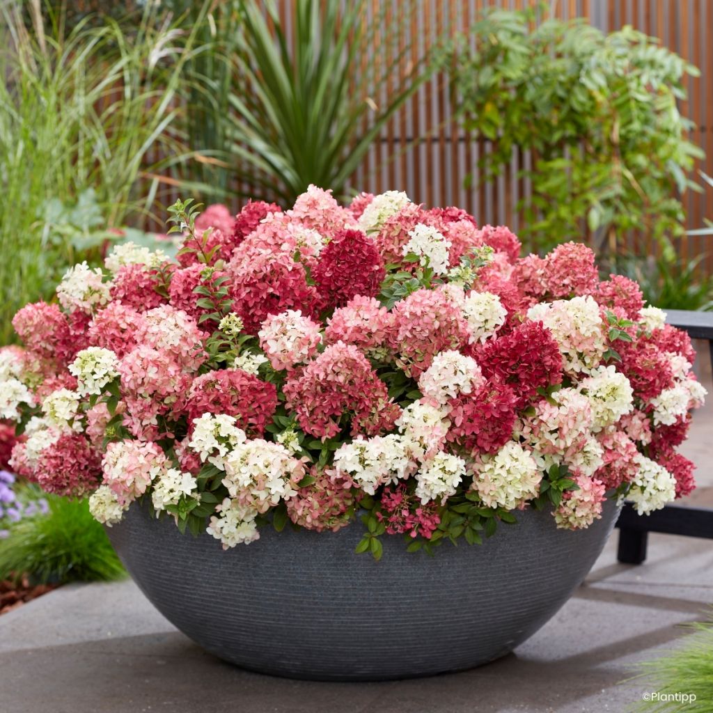 Hydrangea paniculata Groundbreaker Ruby - Hortensia paniculé nain