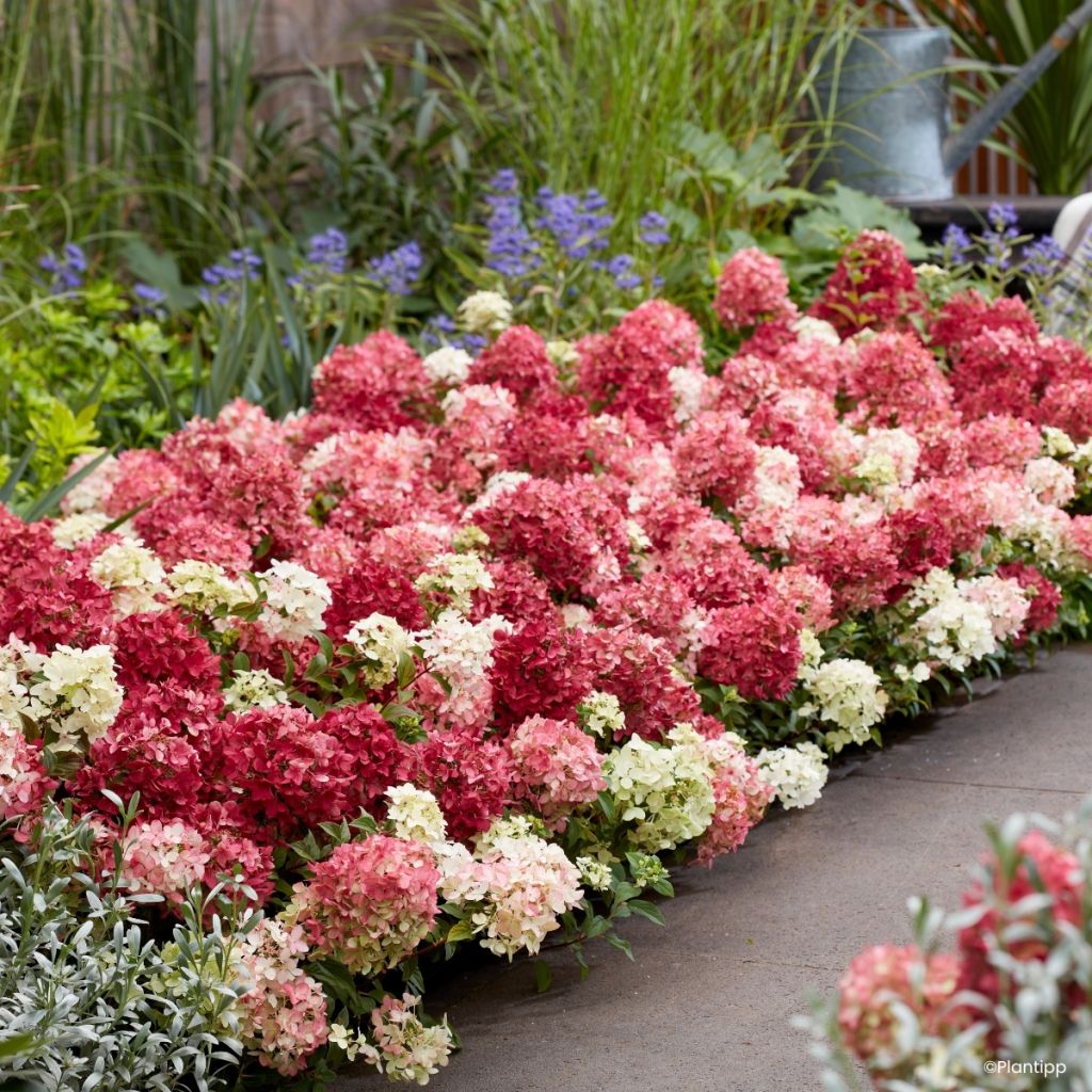 Hydrangea paniculata Groundbreaker Ruby - Hortensia paniculé nain